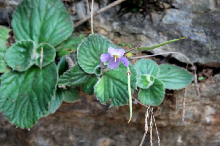 山东青州黄花溪景区图片,山东九寨沟黄花溪