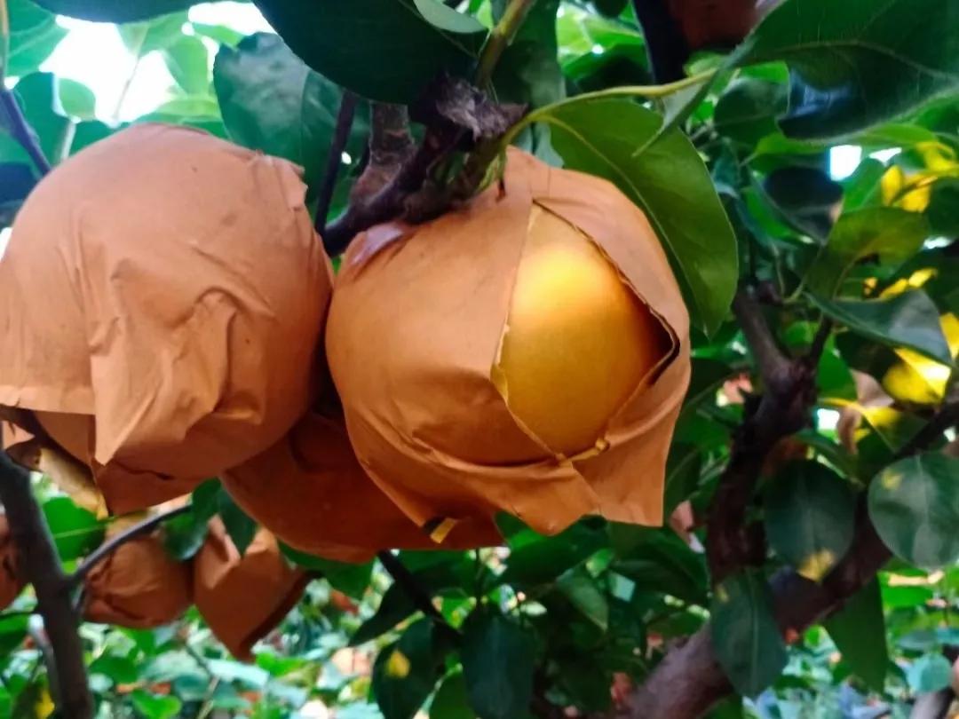 日本“*锁封**”多个水果品种，严防死守禁止流向我国，有什么后果？