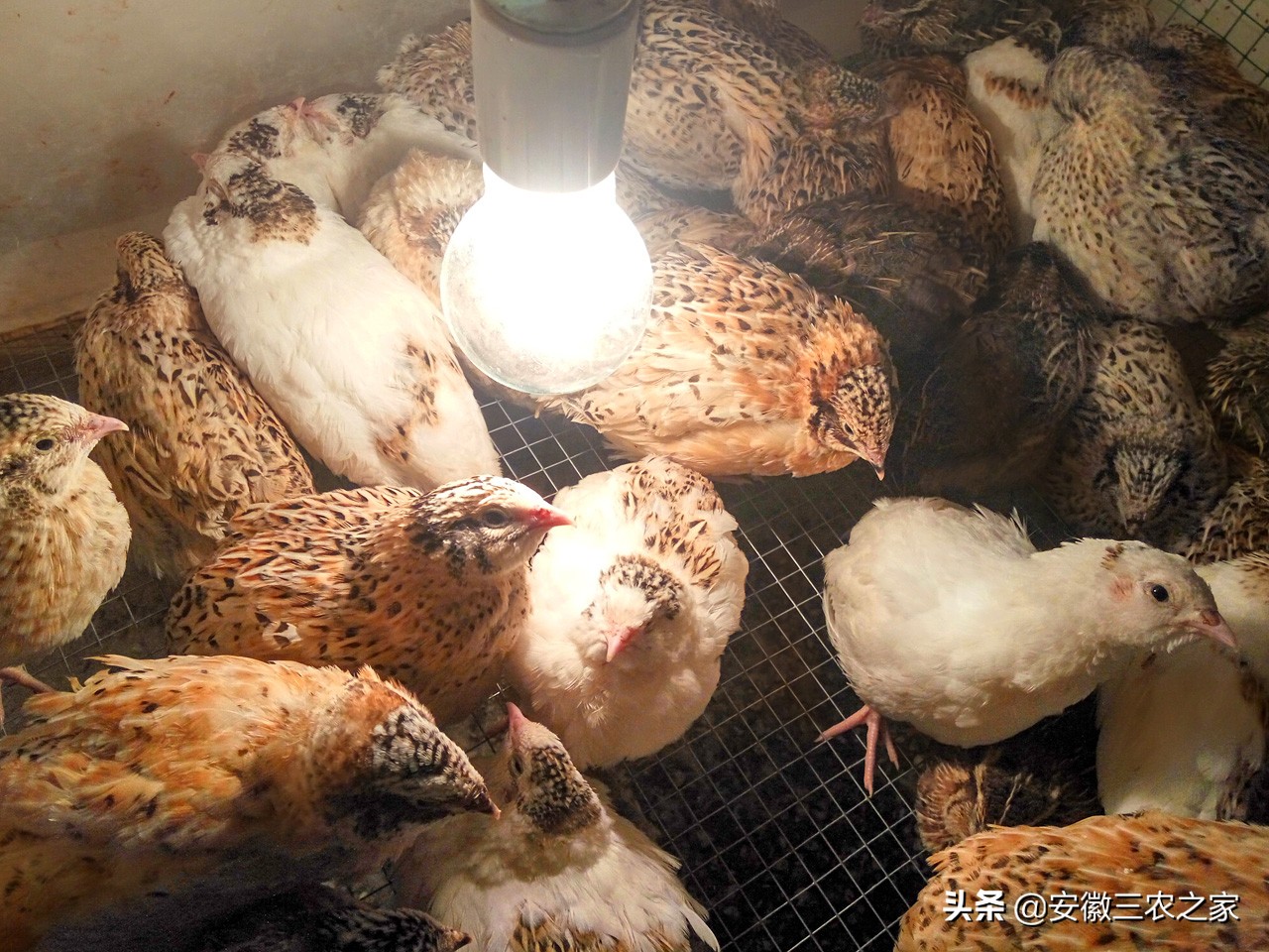 鹌鹑一年可以产多少枚蛋,5000只鹌鹑养大产蛋需要多少成本