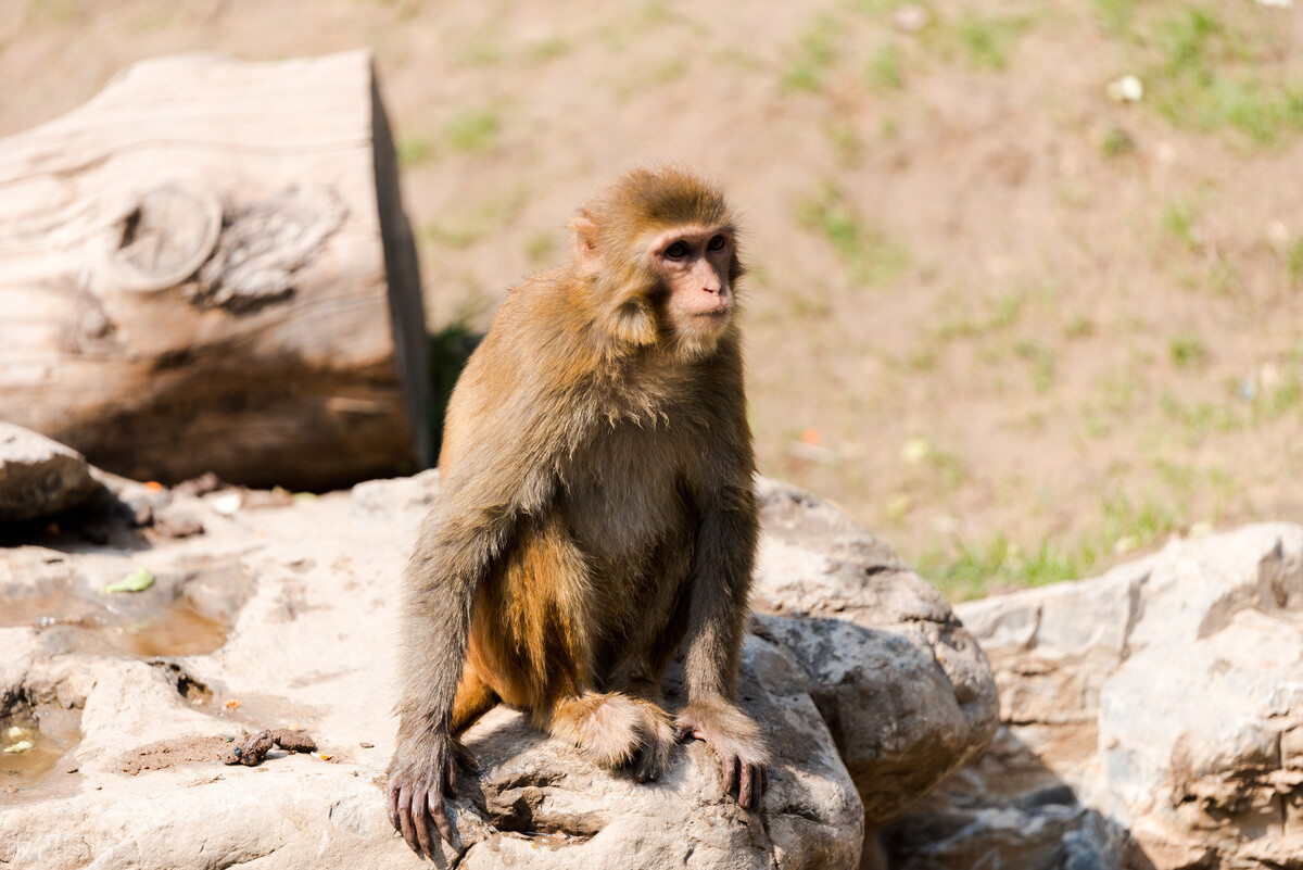 人类寿命最长的段子,人类寿命的真实故事