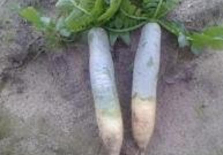 热辣！纪委插手调查村书记妇女主任混乱两性关系视频事件。