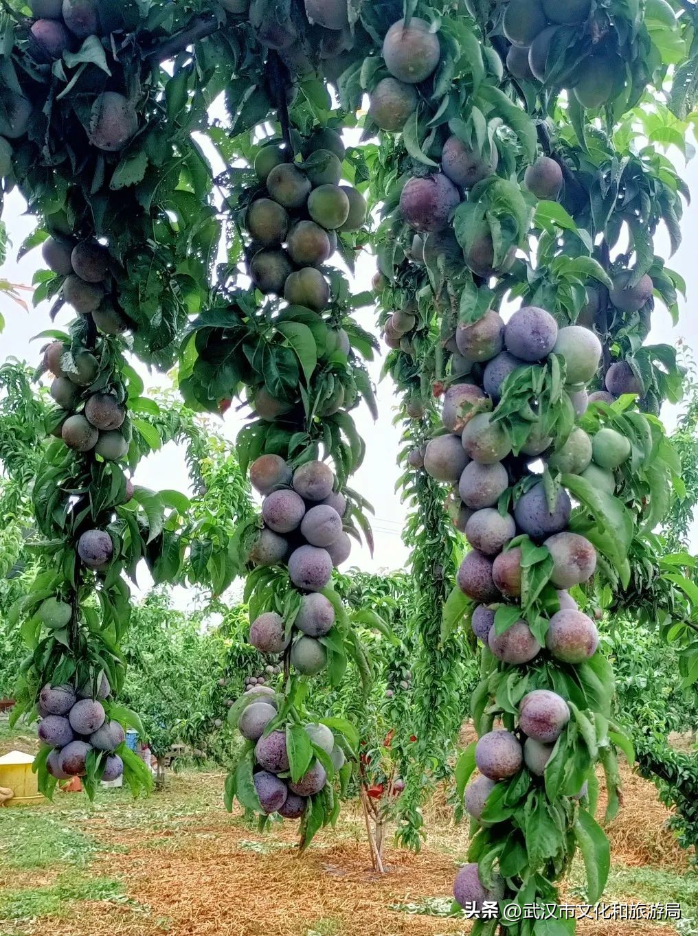 端午游攻略视频,端午出行攻略视频