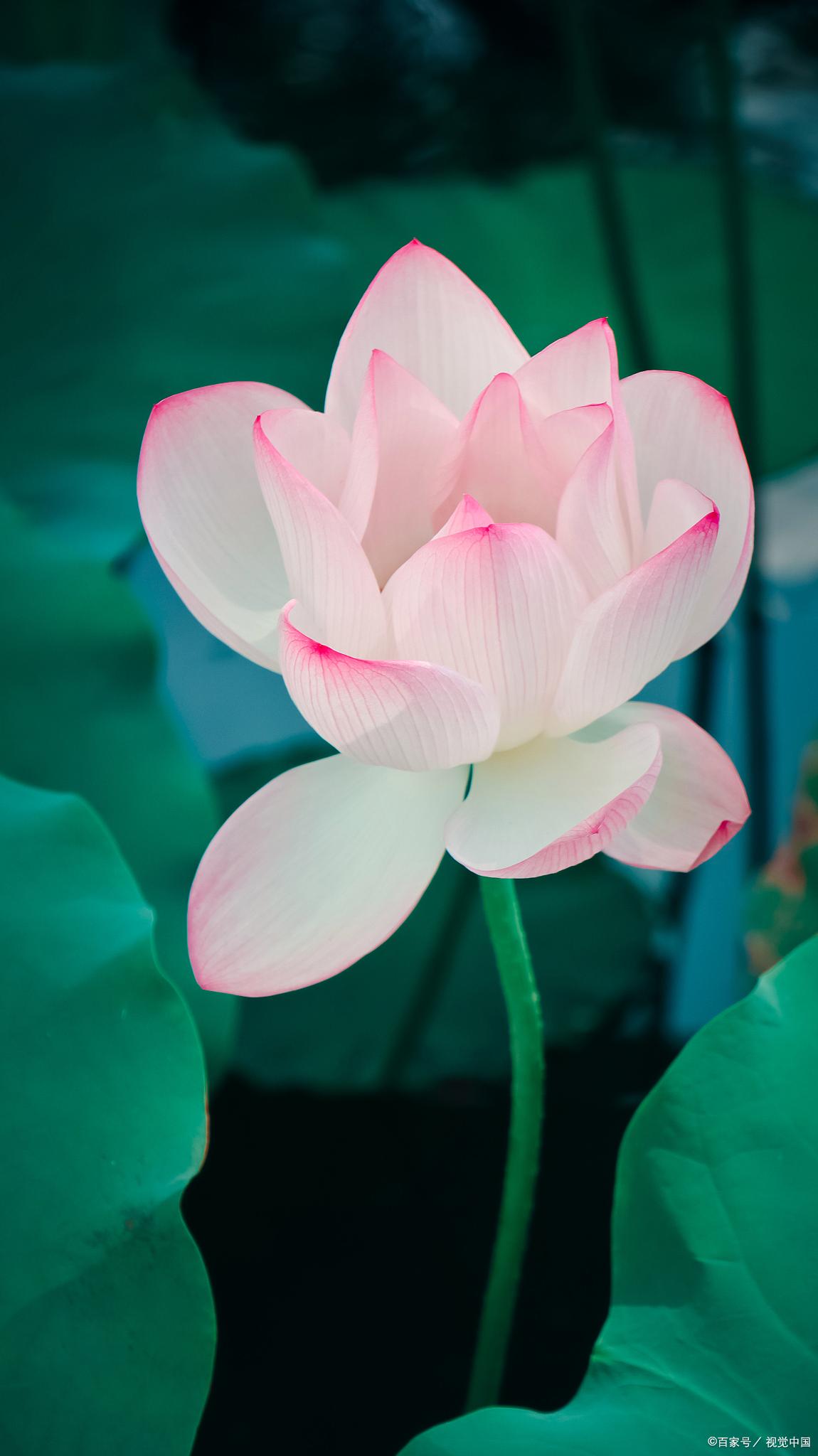 如何用手机相机拍出摄影师的照片,手机摄影照片分享