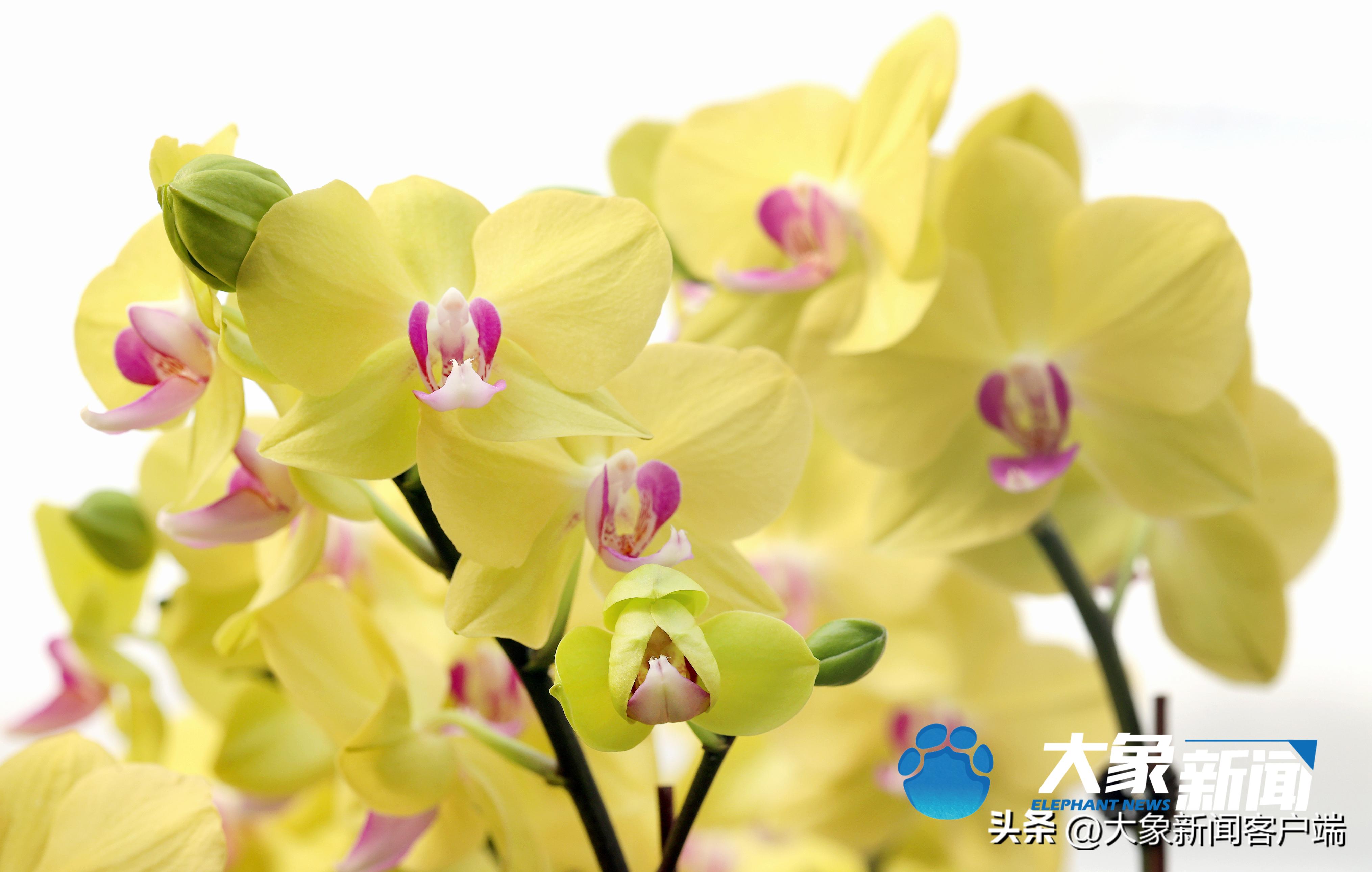 最新蝴蝶兰品种盆栽,河南本地蝴蝶兰