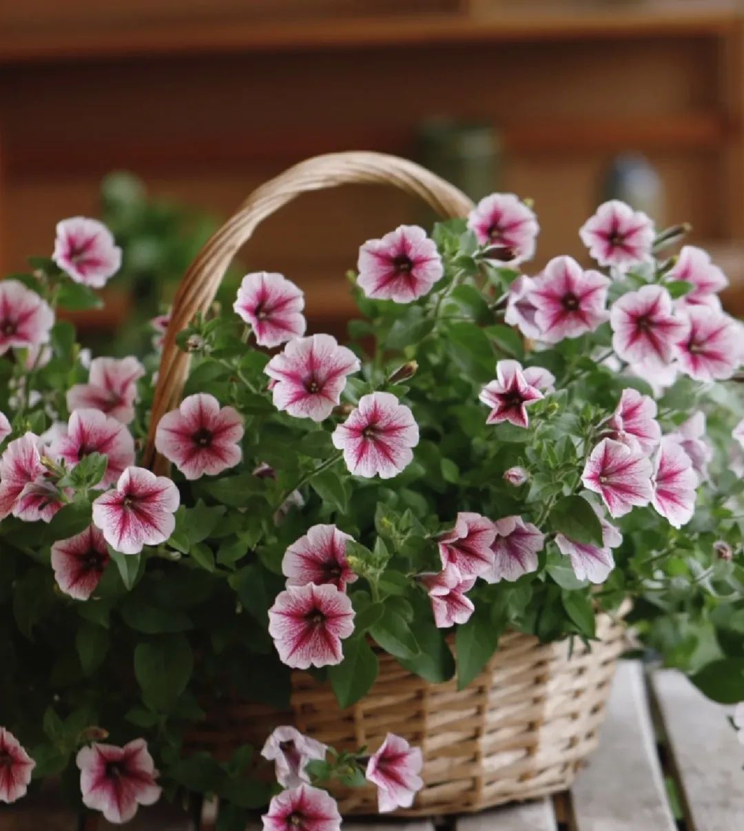 邻居扔垃圾屡教不改,邻居总是扔垃圾在花坛