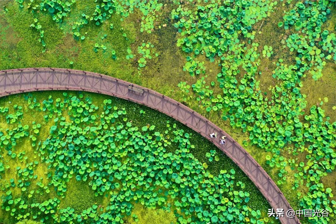 五一，光谷这些地方可以露营，还可以赏花、登山、看展……