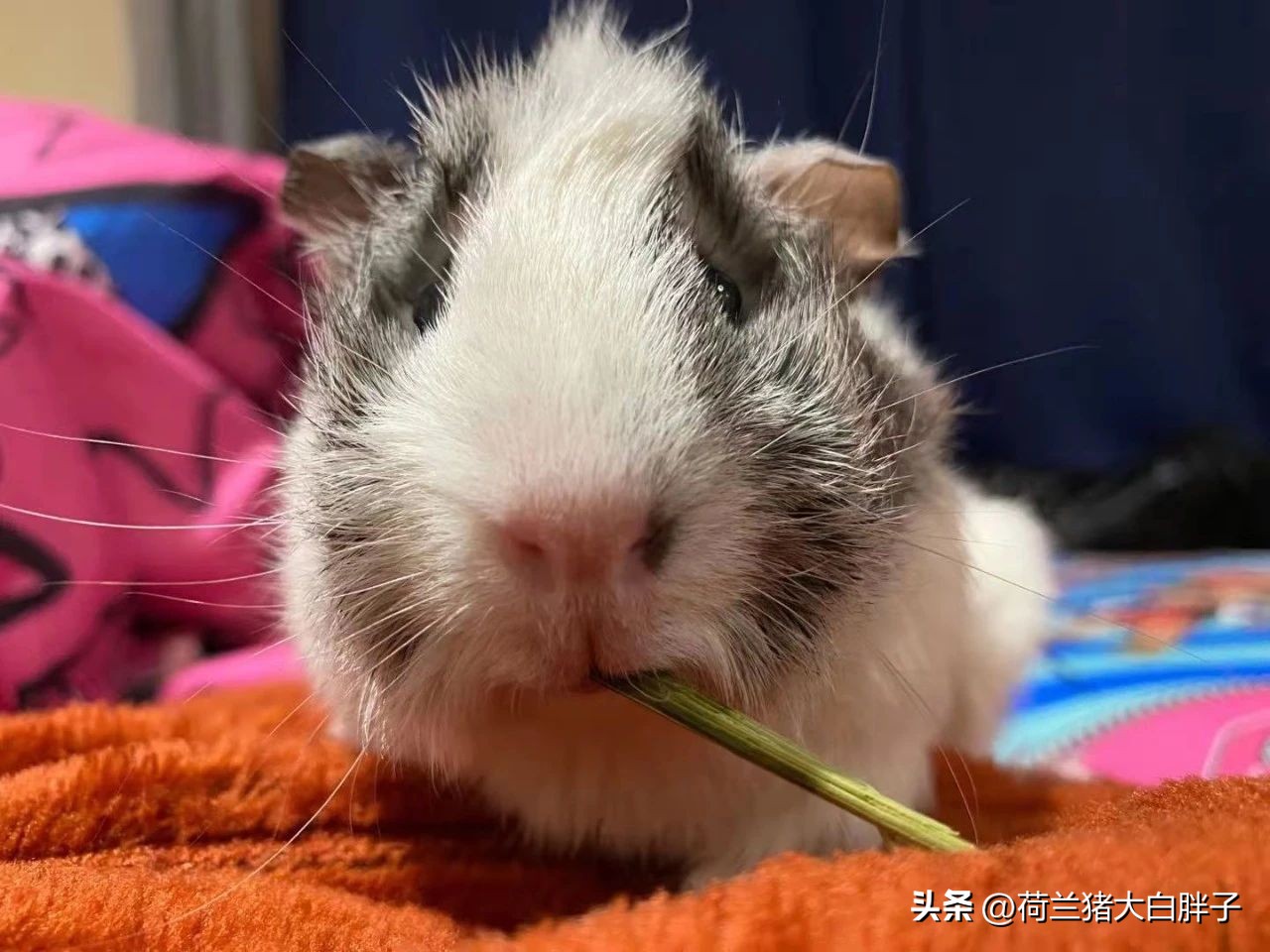 荷兰猪误食土豆,荷兰猪误食纸巾怎么办