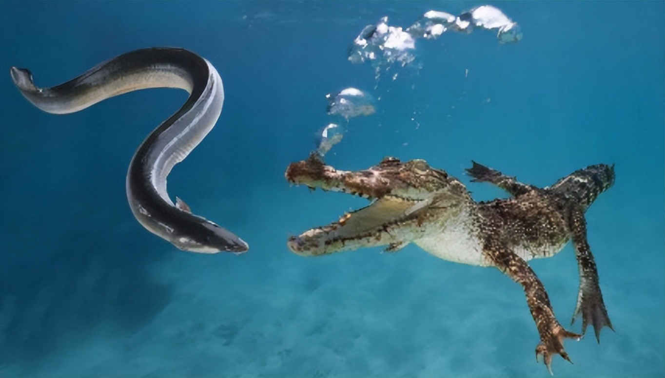 鳄鱼袭击电鳗打法视频,鳄鱼被电鳗电死