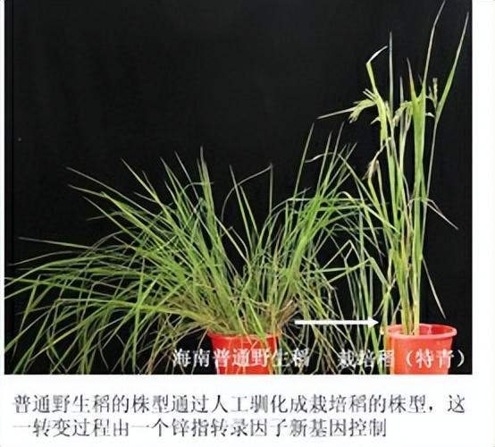 公元200年到公元500年的历史,关于历史的知识公元前1600