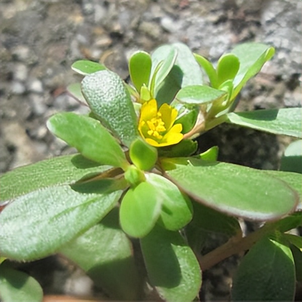 102个大类近500个多肉植物图片，都极其美丽，建议在家中也养一盆