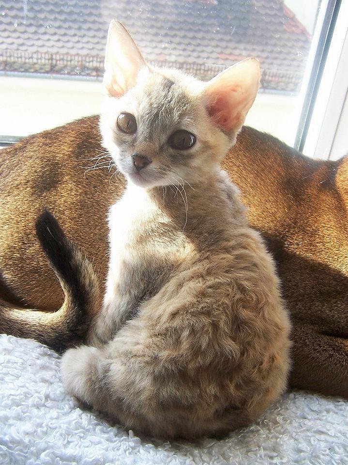 冷知识猫咪的脑袋,冷知识猫咪听歌