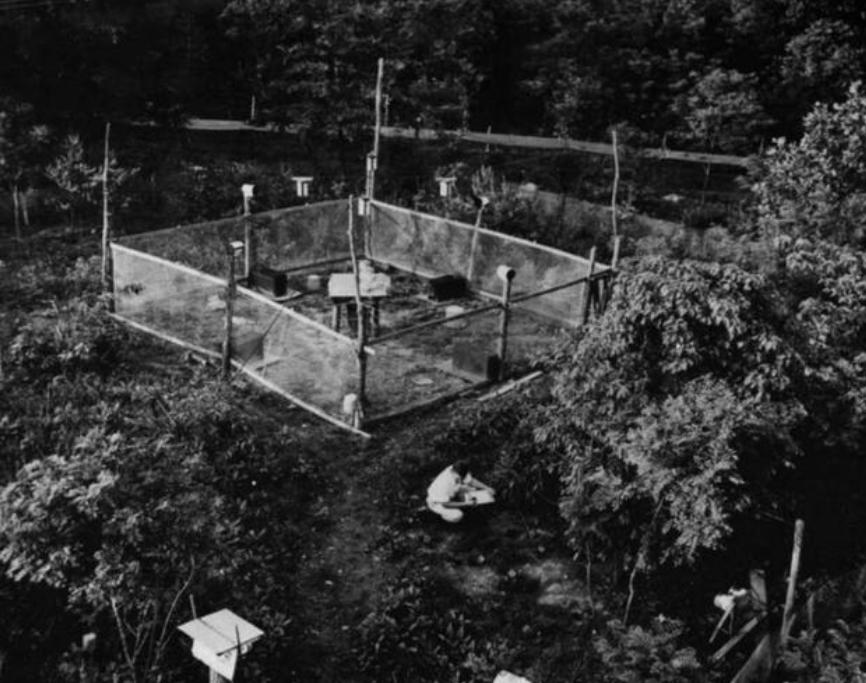 8只白鼠繁衍实验,美国8只老鼠的实验