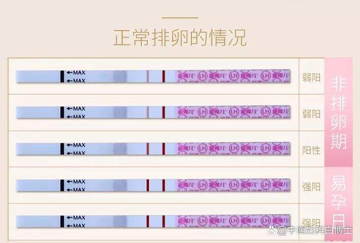 想要备孕,关键是找到排卵期