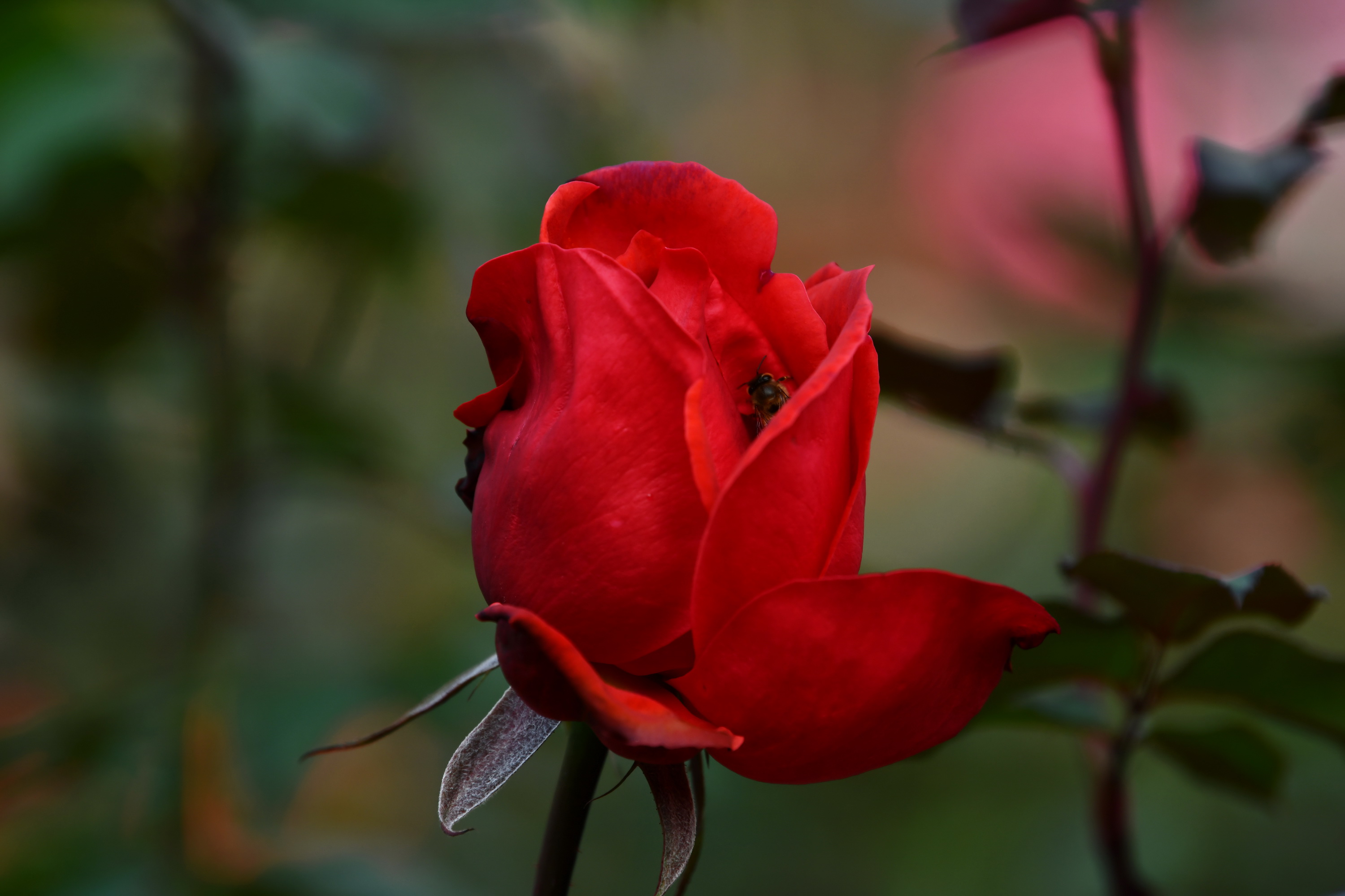 广州市番禺区宝墨园攻略,广州宝墨园景观