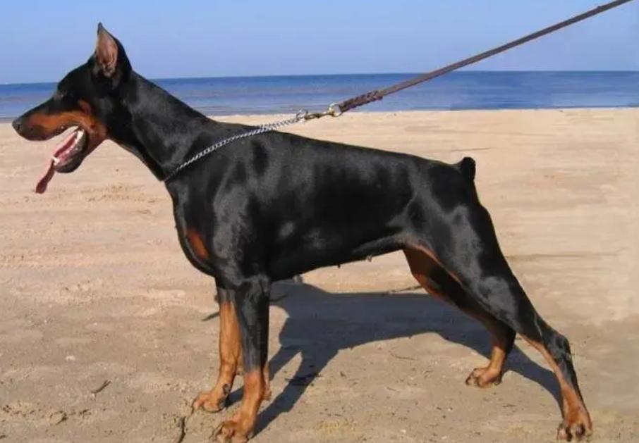 绝对听从主人命令的狗大型犬,既能护卫又能看家的大中型犬