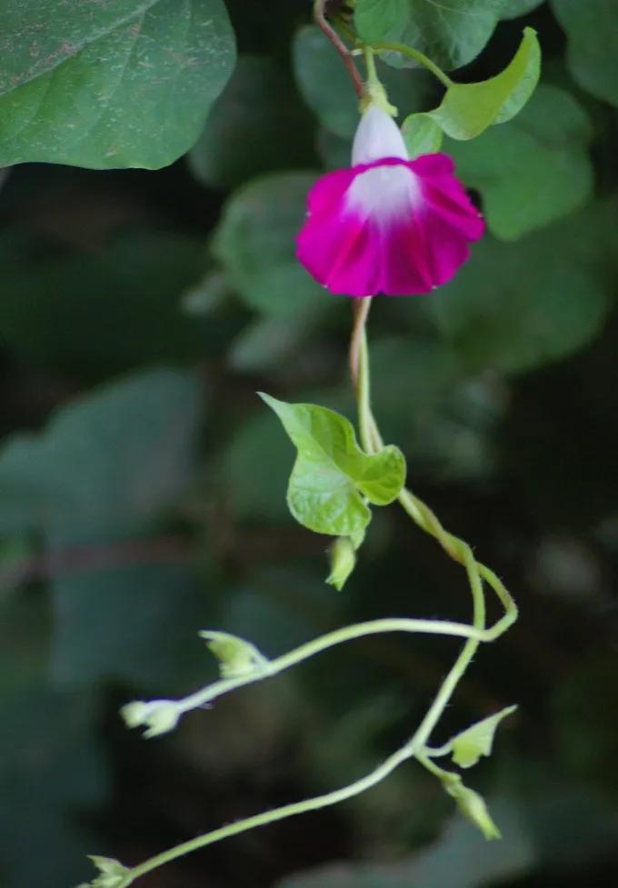 这二十幅极品花卉越看越醉,超好看又耐看的花卉图