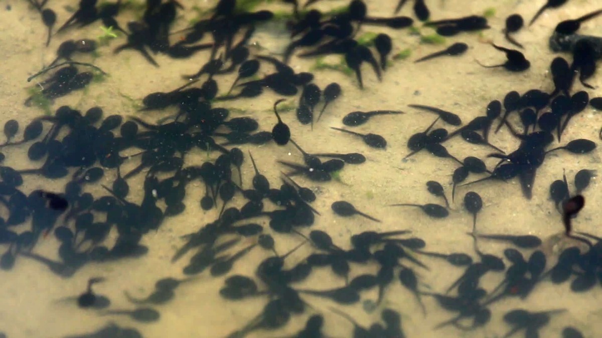 生吃蝌蚪有什么奇效,生吃蝌蚪有什么后果