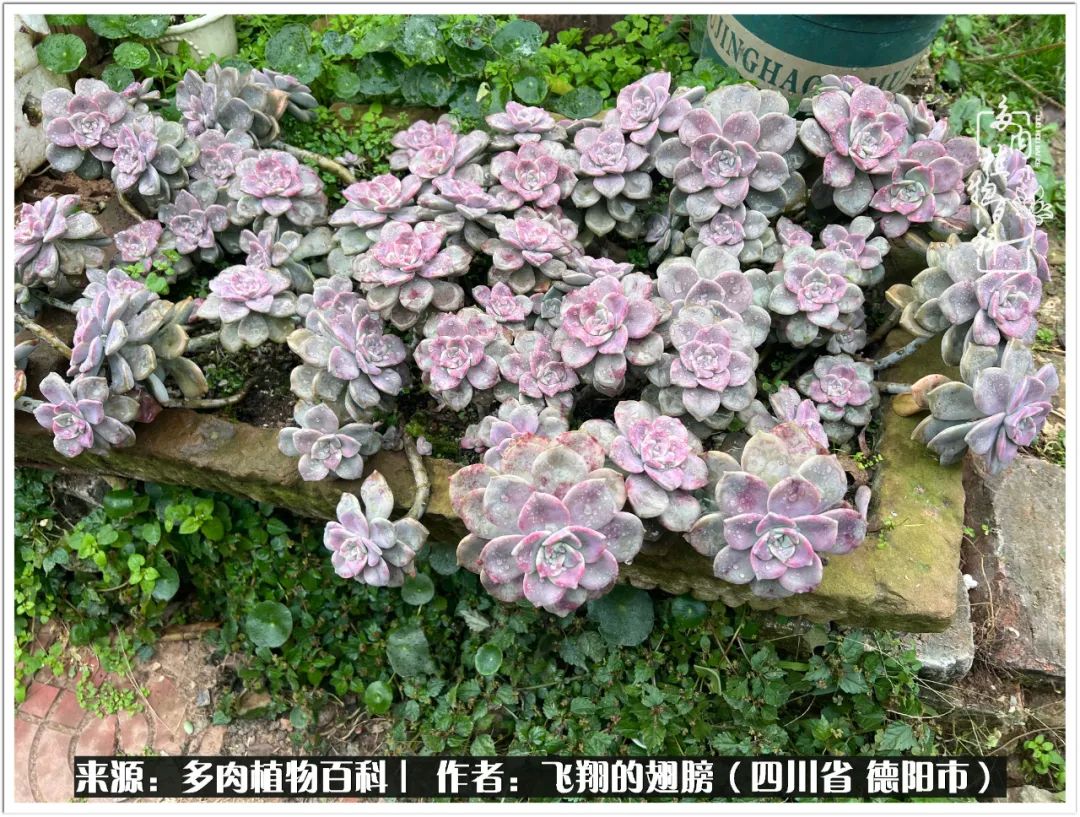 多肉的正确养殖方法冬天怎么养活,多肉怎么养活而且长得快且好看