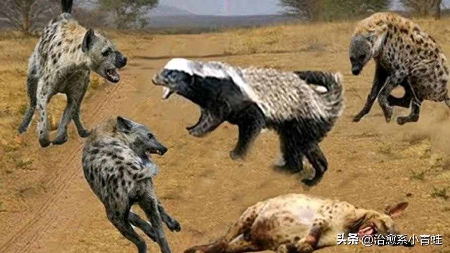 非洲最凶平头哥——蜜獾,生死看淡,不服就干