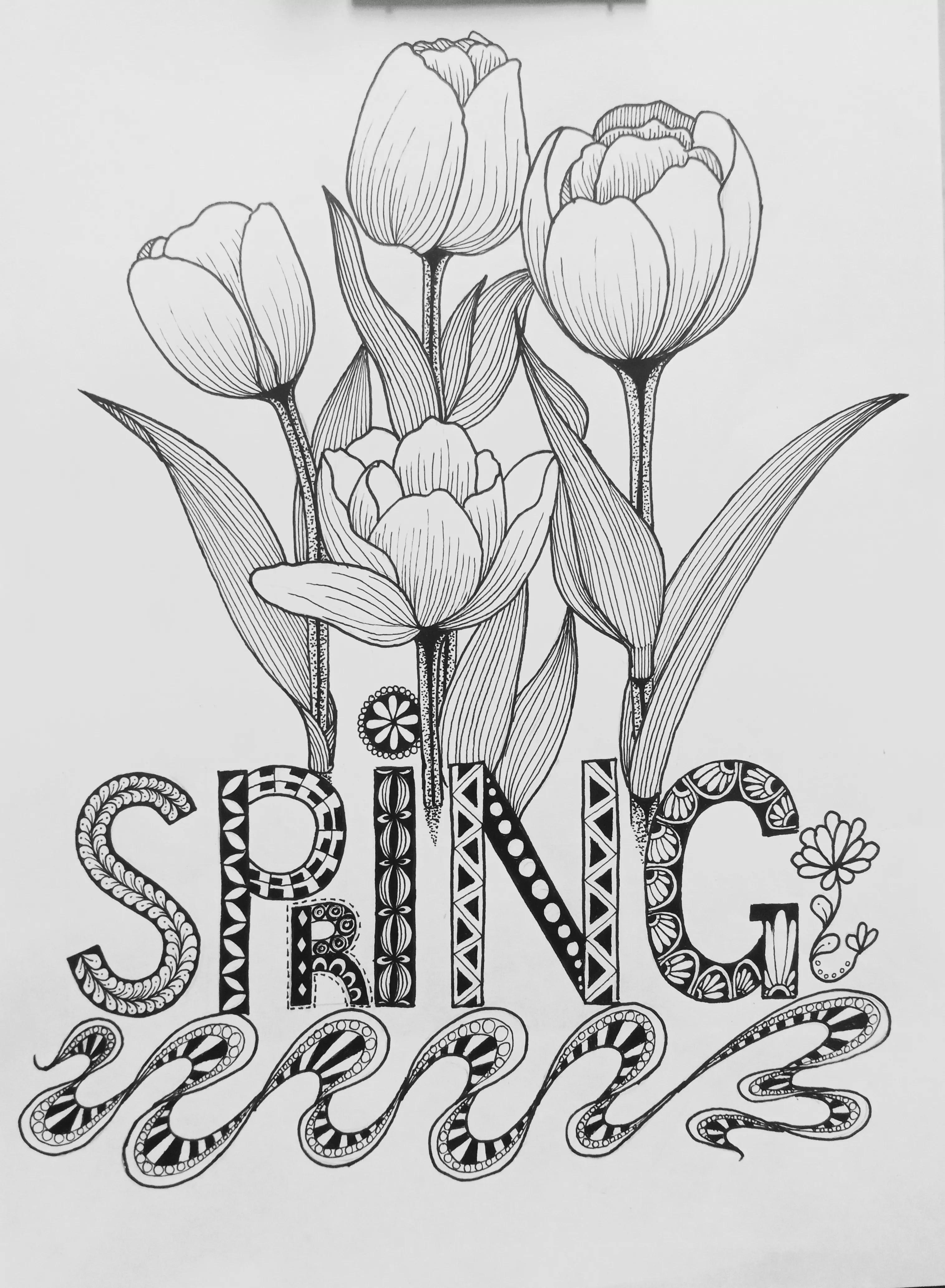 春天的郁金香绘画图片,线描画花朵简单又漂亮郁金香