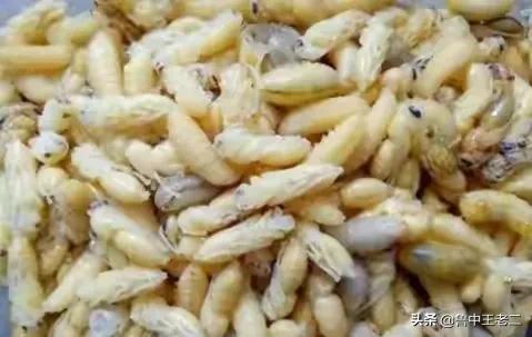 虎头蜂在哪里泛滥成灾,大窝虎头蜂