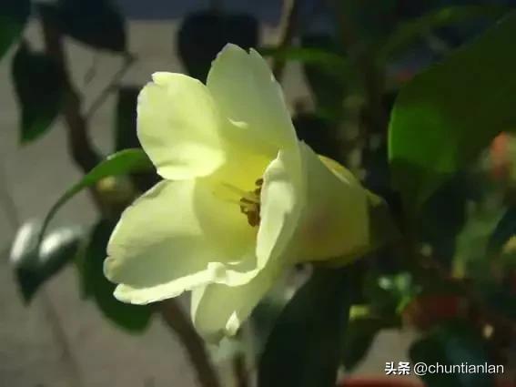 山茶花纯音乐,山茶花