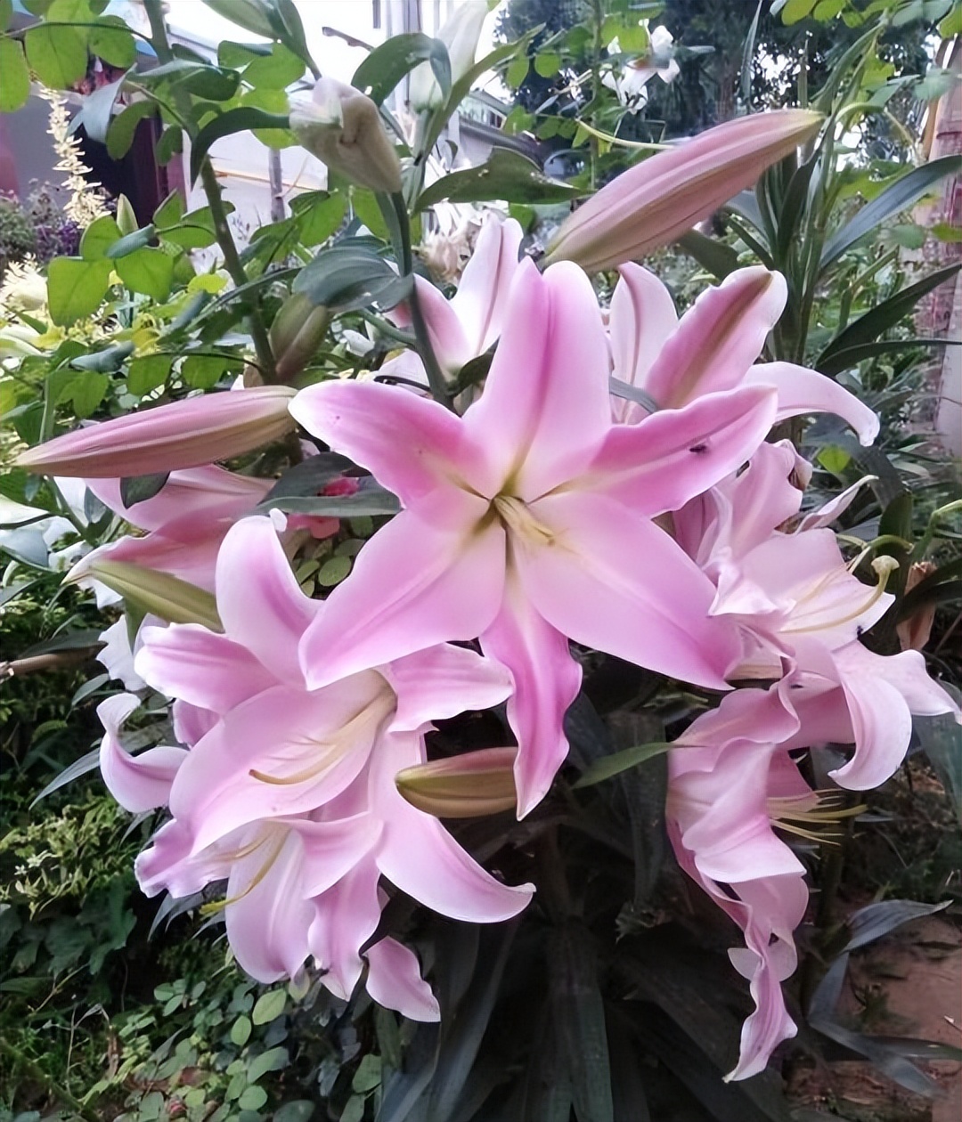 百合花买回来怎么养开花好看,自己养的盆栽百合花心意满满