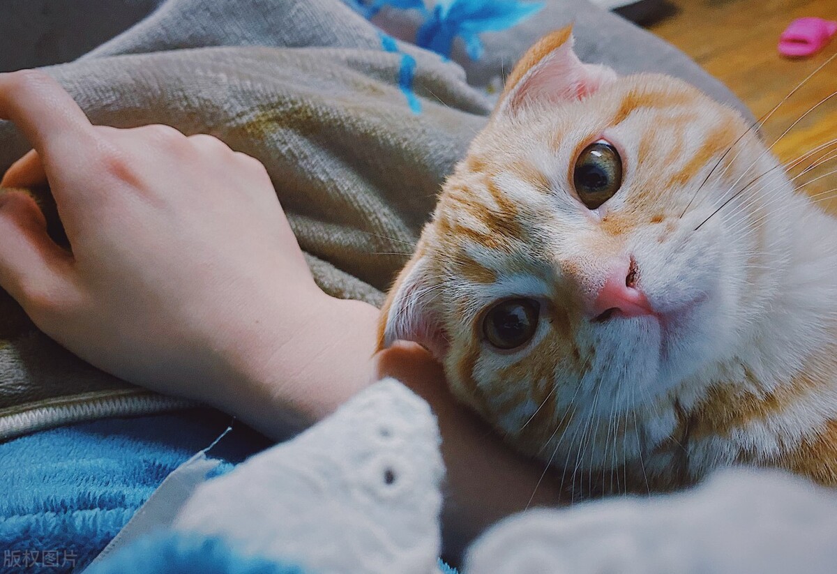 小母猫发情期，优秀铲屎官务必知晓的几个细节