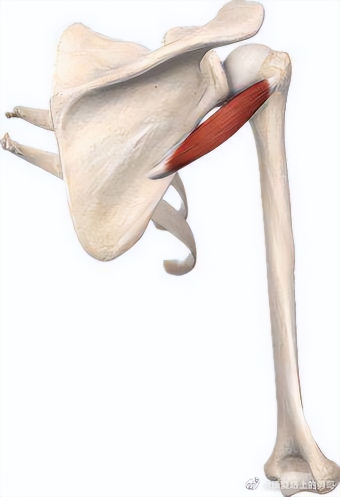 偏瘫患者肩部半脱位疼痛,偏瘫患者肩膀疼痛怎么缓解