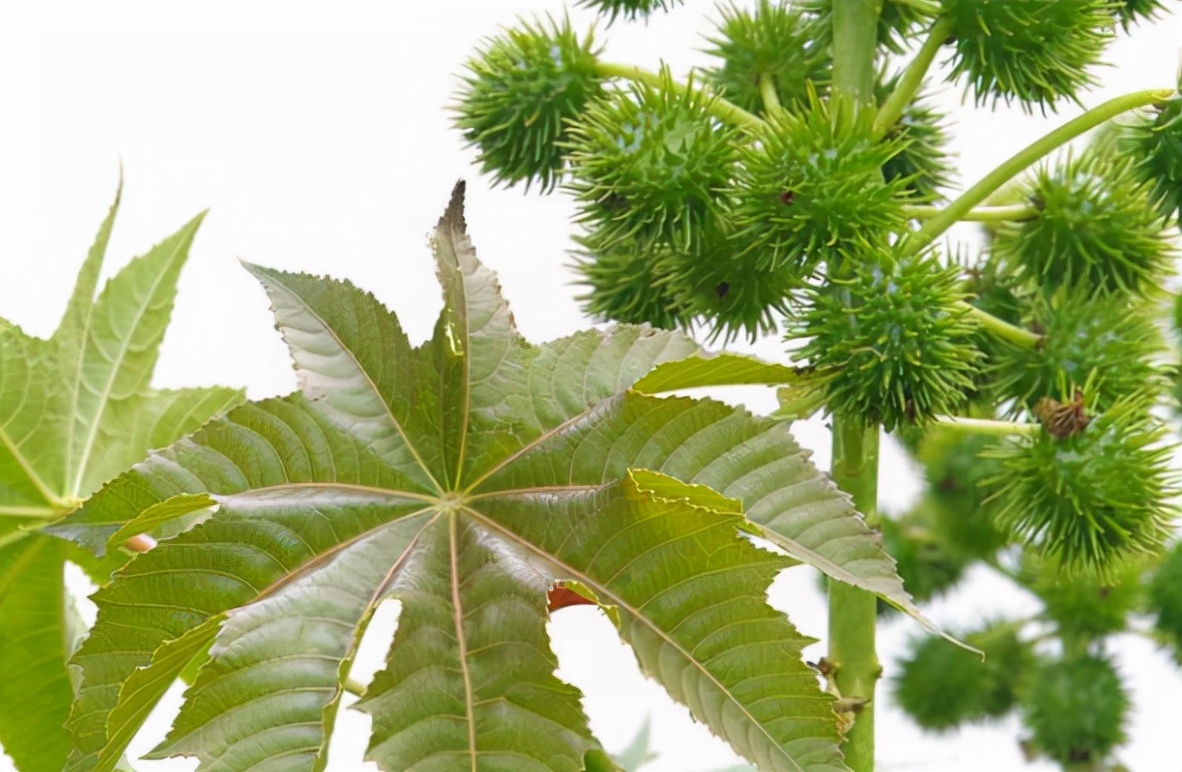 蓖麻子真的有剧毒吗,野生蓖麻的毒害