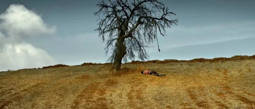 野梨树完整版免费观看,关于野梨树的电影