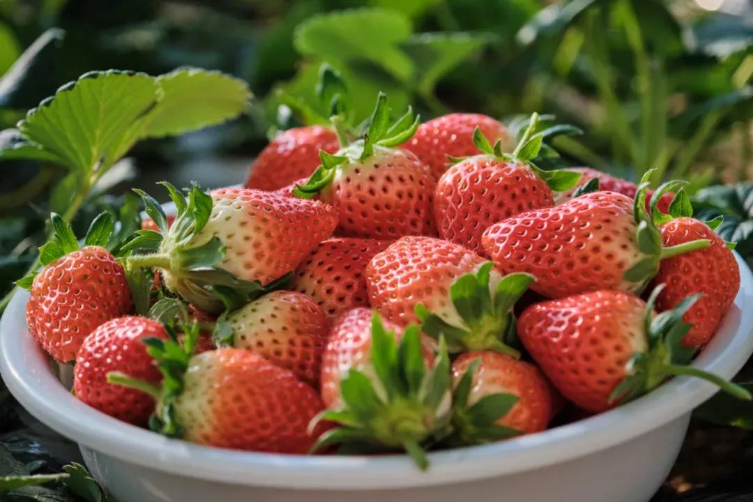 济南周边春季采摘一日游,冬季济南温泉旅游攻略