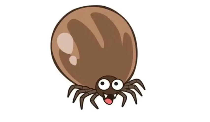 蜱虫会整个钻入身体吗,吸血蜱虫究竟有多可怕