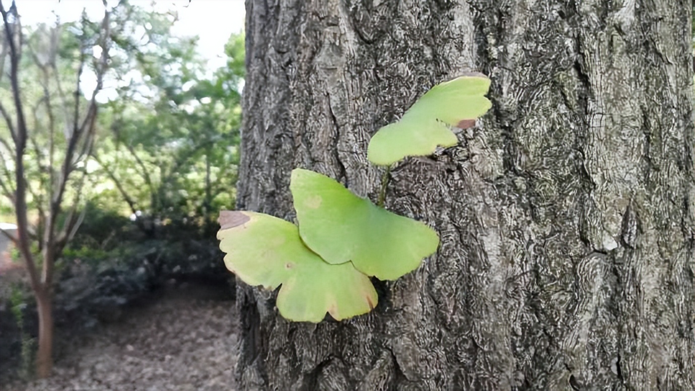 心静了就会发现原本的美,心静处处有美景