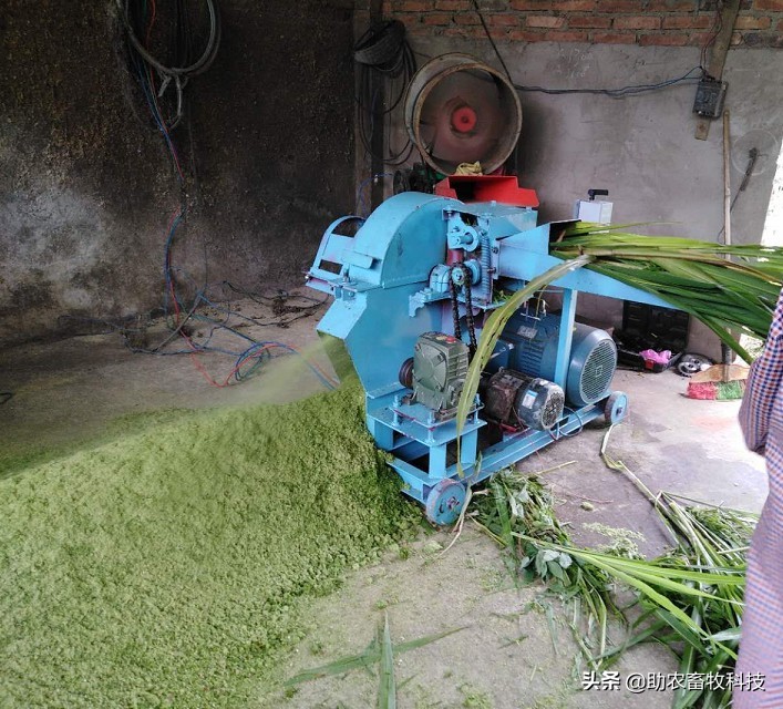 牧草制作发酵教程视频,发酵牧草养猪的正确方法