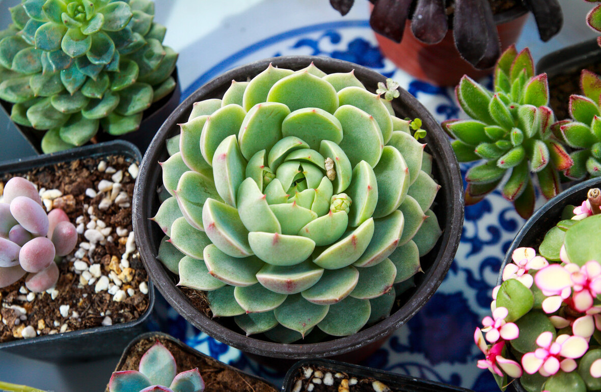 高温养兰注意事项,高温多肉怎么养