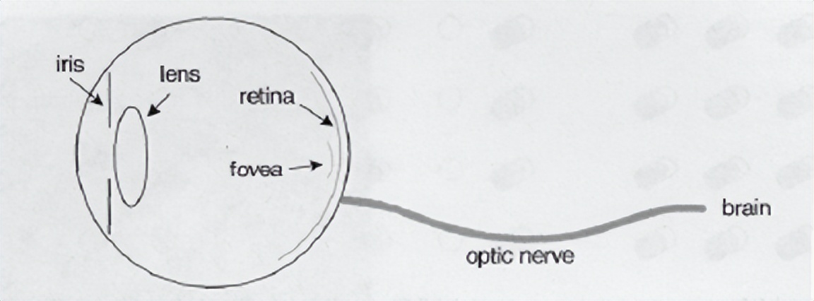 视频编解码学习之一：理论基础