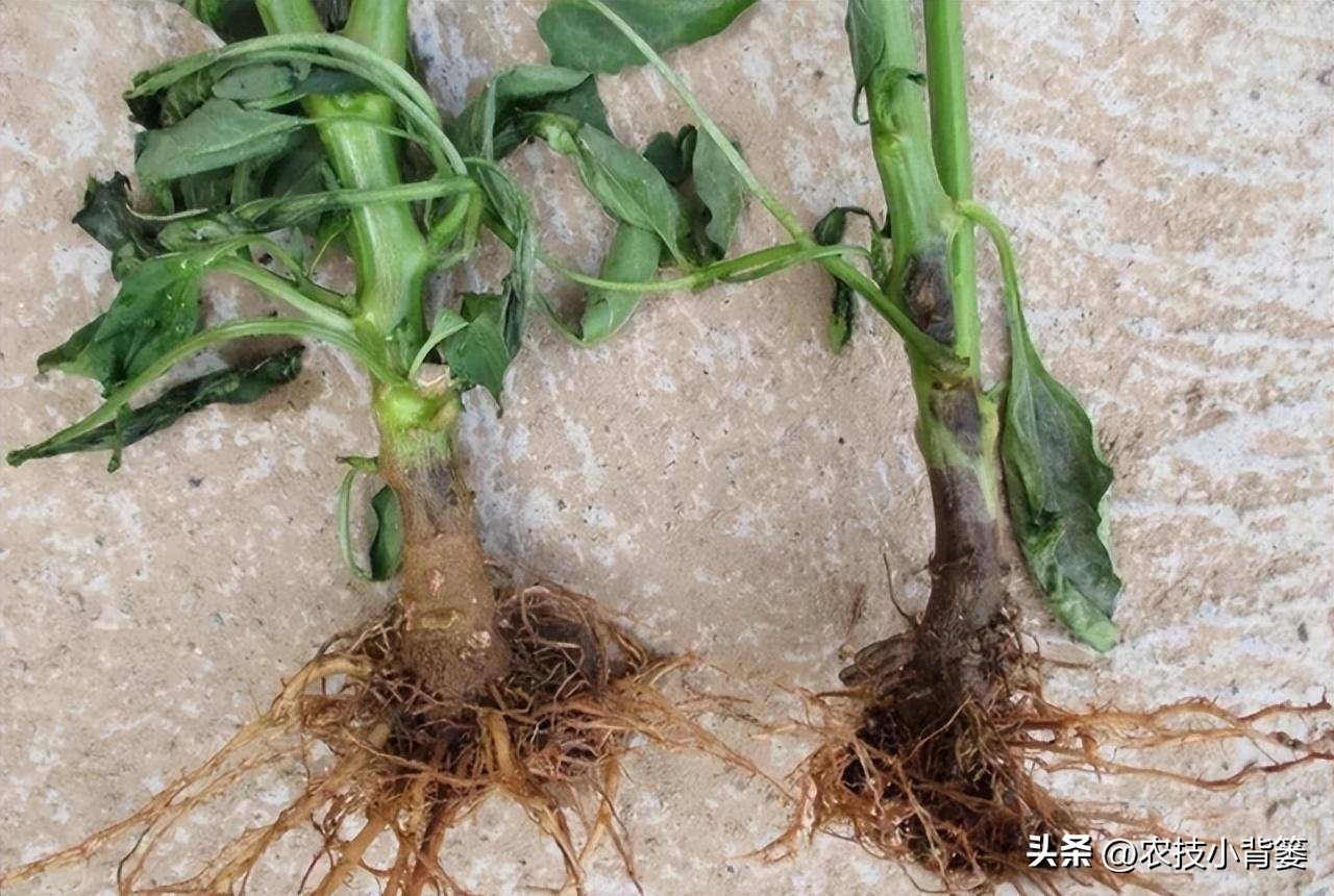 杀菌杀虫生根肥灌根的最佳方案,用杀菌剂真的能治住根部病害吗