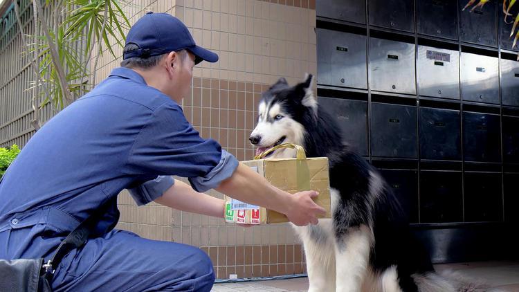 阿拉斯加值得买保险吗,朱顶红阿拉斯加的优缺点