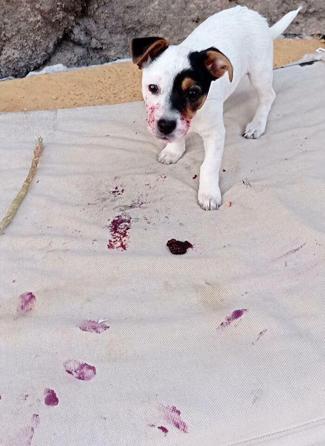 一身反骨的狗狗也有温柔的一面,天生反骨狗狗