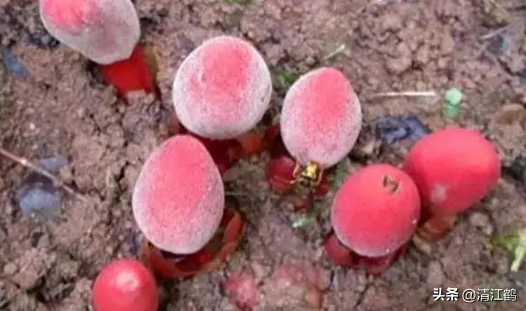 中草药回春草的价格,中草药回春草图片功效和别名