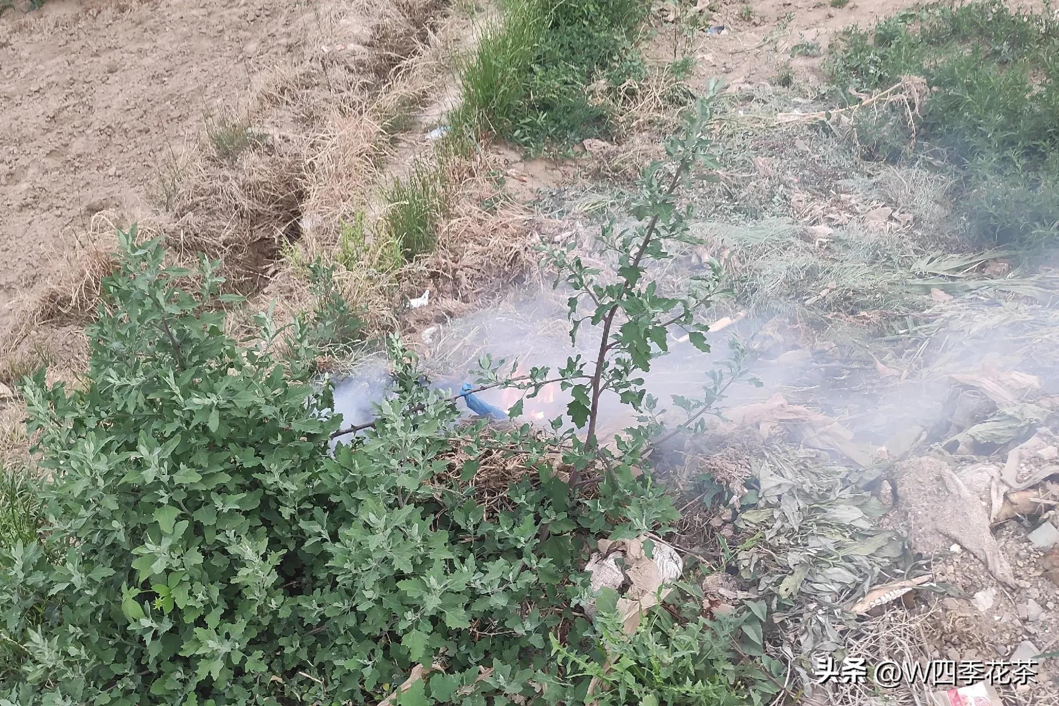 农村老葱杆的后续处理办法