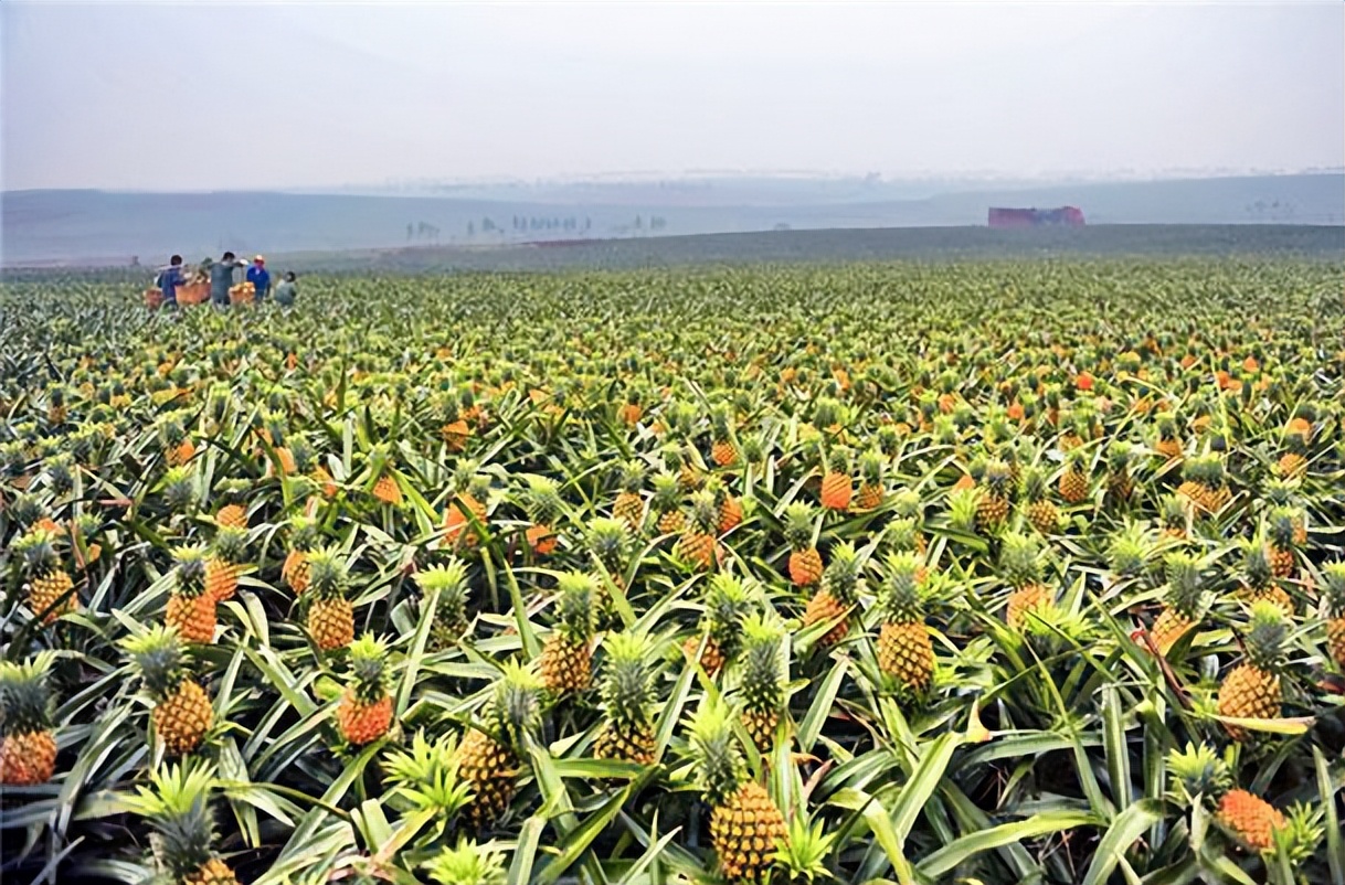 菠萝与凤梨有什么区别,金钻凤梨与菠萝的区别