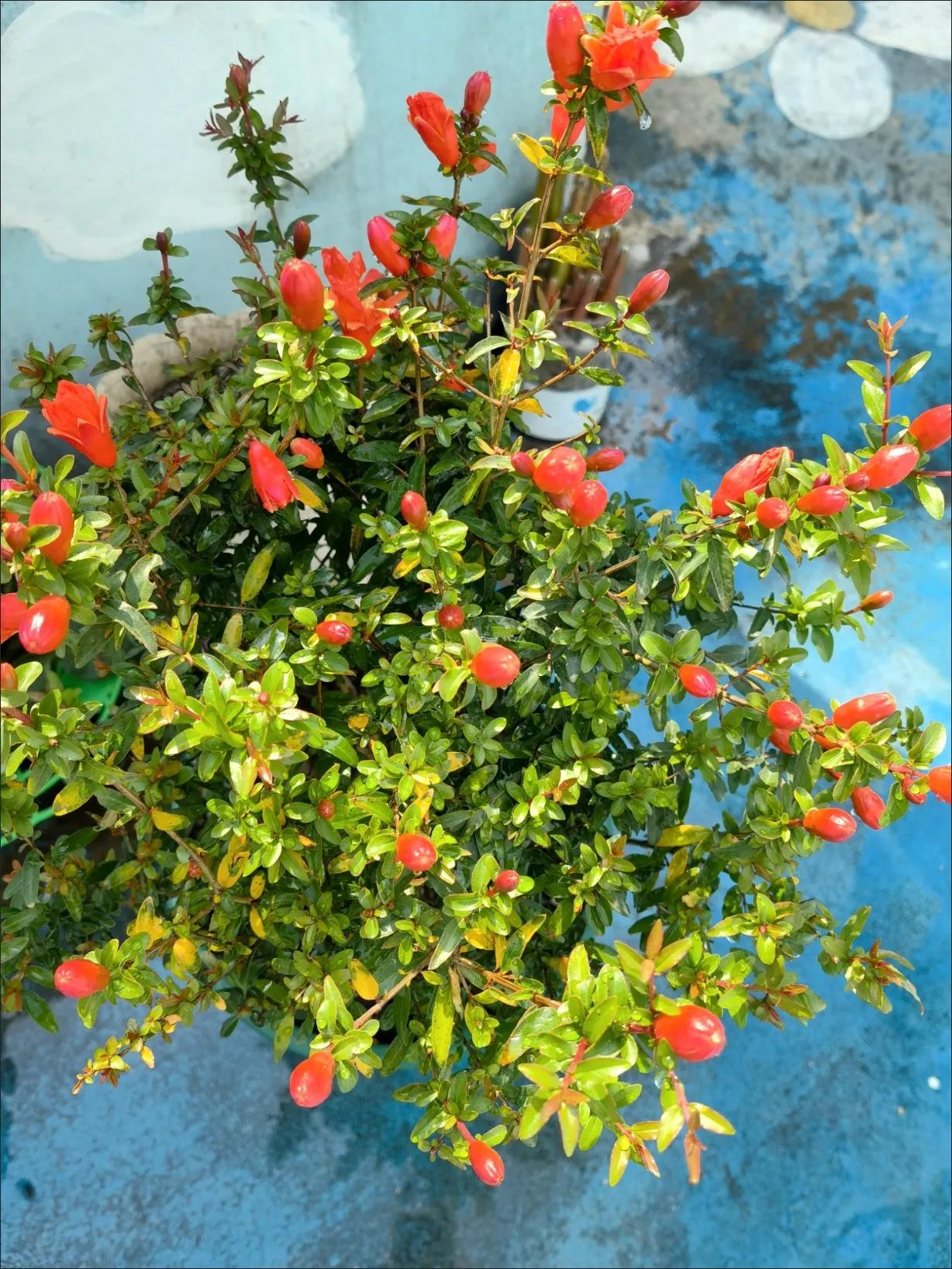 门前种三种树会富三代指哪三种树,家里有三种树有什么说法