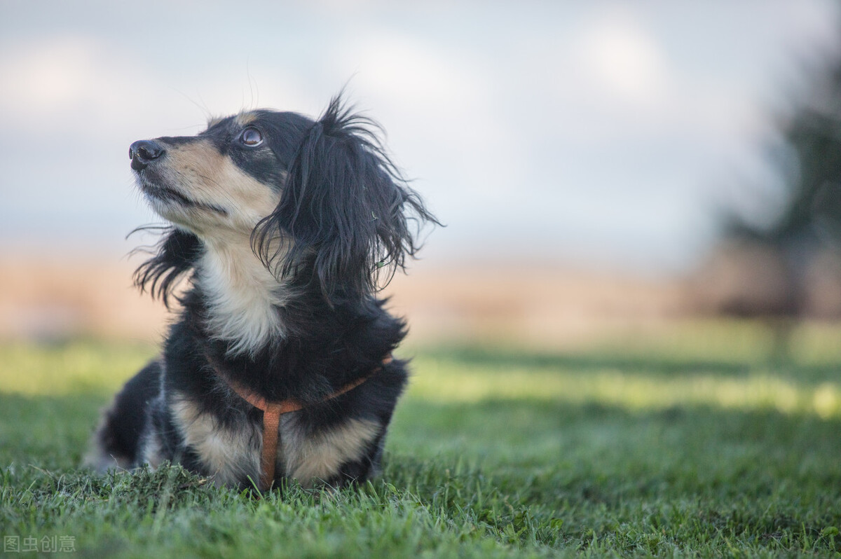 带你的毛孩子来一场说走就走的旅行|广州观音山森林公园篇
