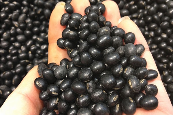 头发掉得多多吃4种食物防掉发,防止头发白掉吃哪些食物