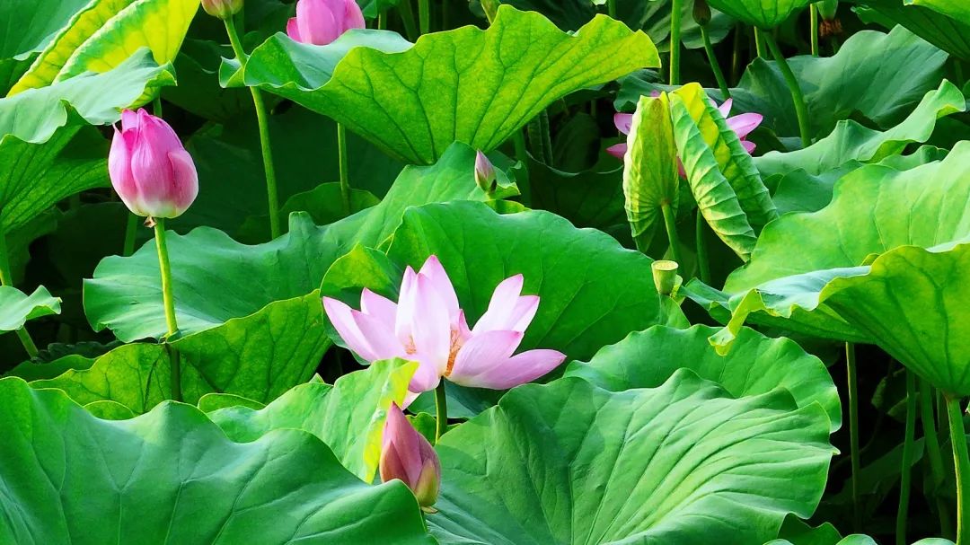 微山湖十万亩荷花竞相绽放,微山湖荷花美