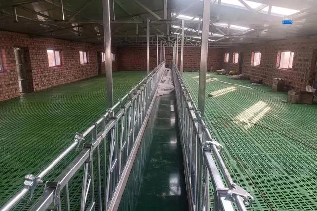 养殖致富项目养羊视频,养羊新技术如何提高羊产量