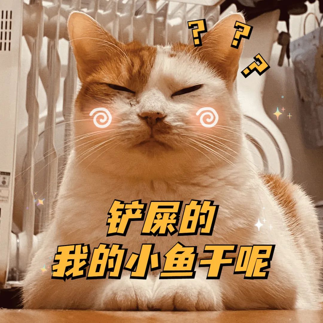 新手常见的害猫行为,看似爱猫实测害猫的五个行为