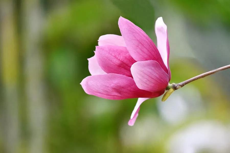 春暖花开人间有爱,迎接春暖花开愿所有美好如约而至